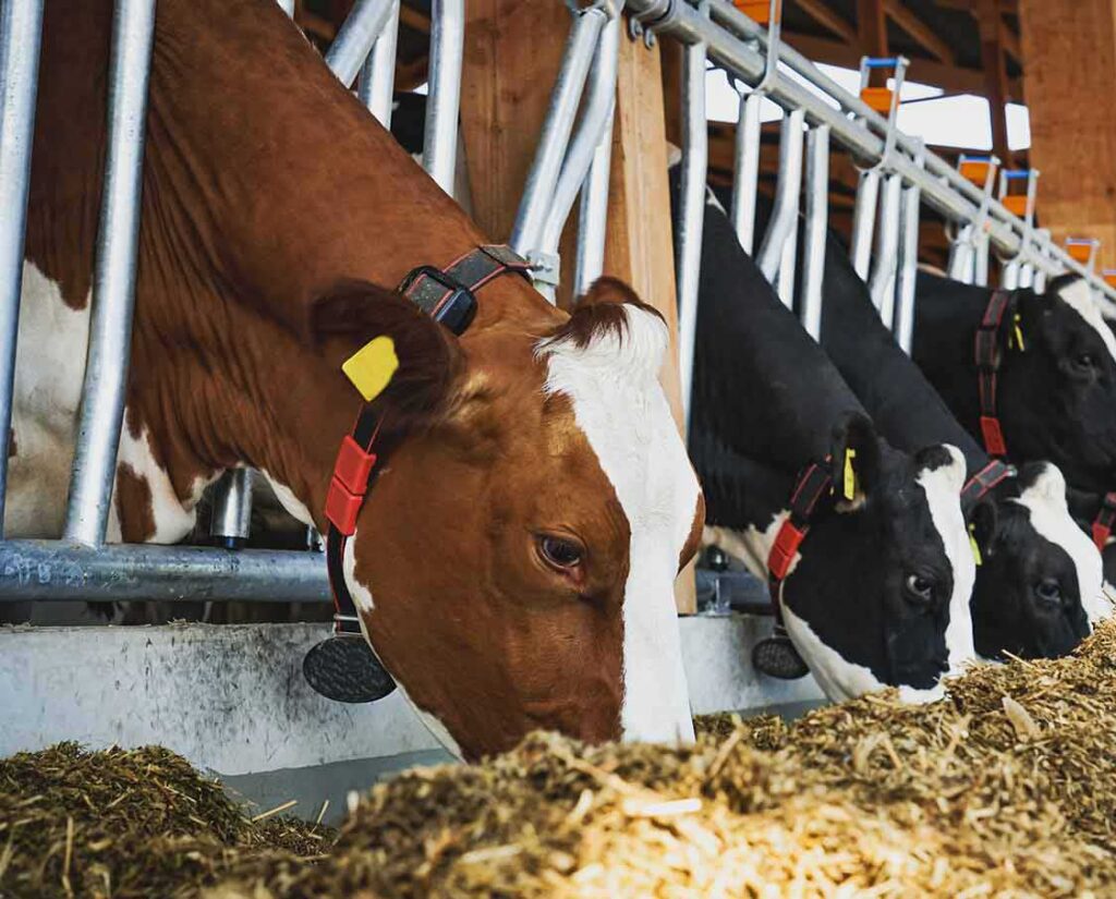 Cows Eating