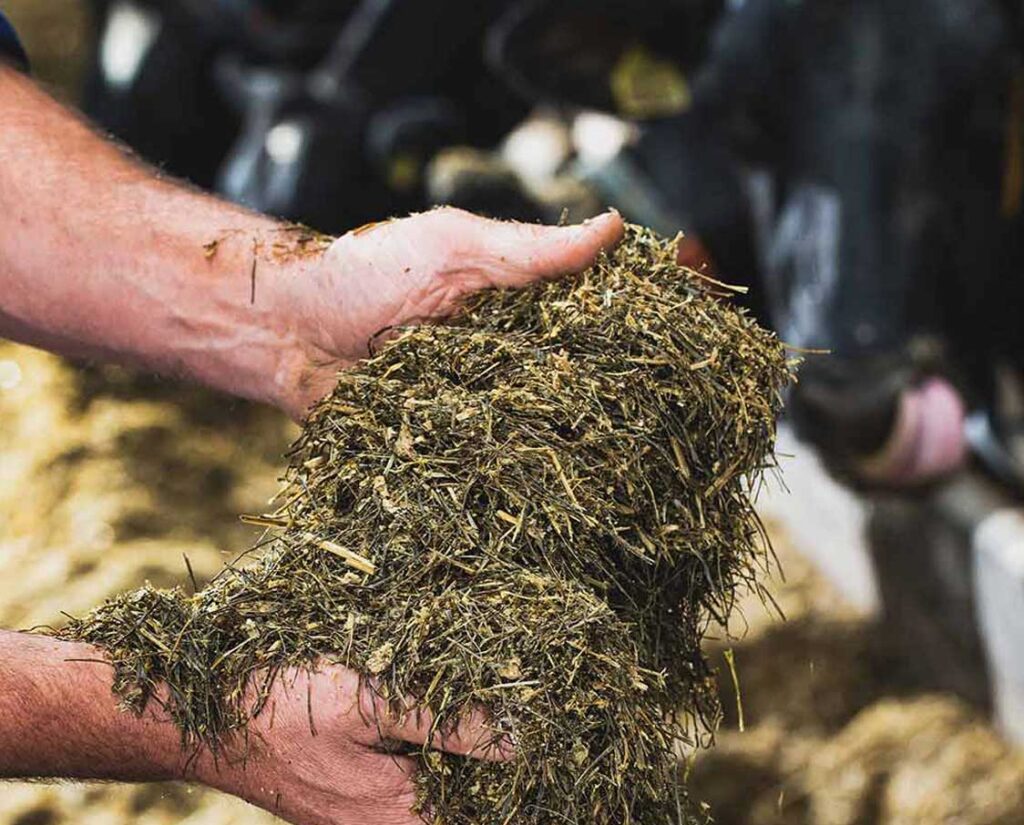 Man Holding Cow Feed