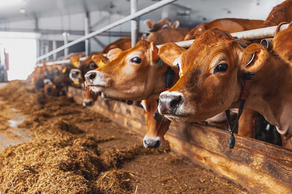 Dairy cows in stalls in a barn.