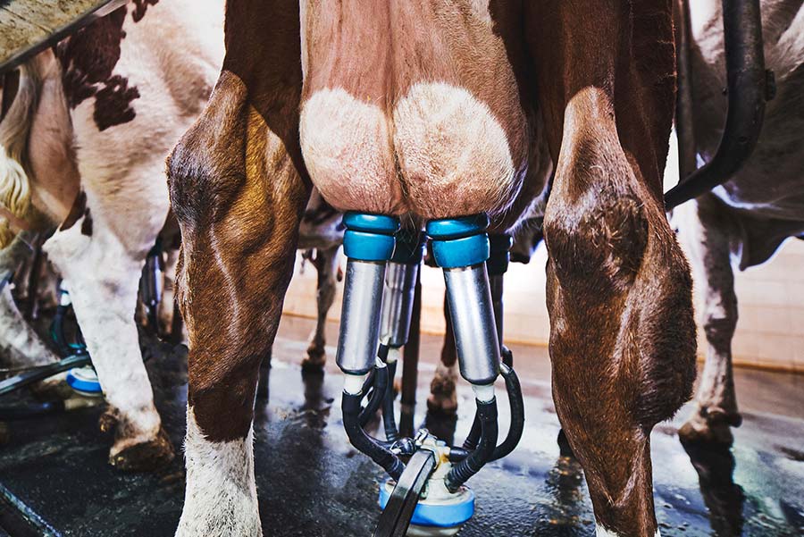 Milking device on cow utters.