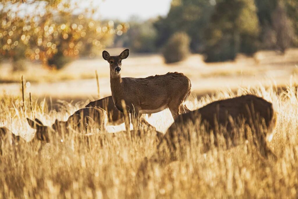 Herd of deer grazing in a field.