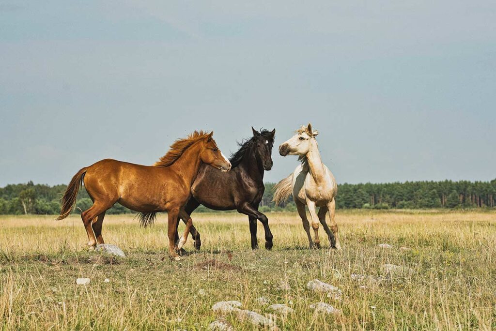 Three healthy horses playing in a field.