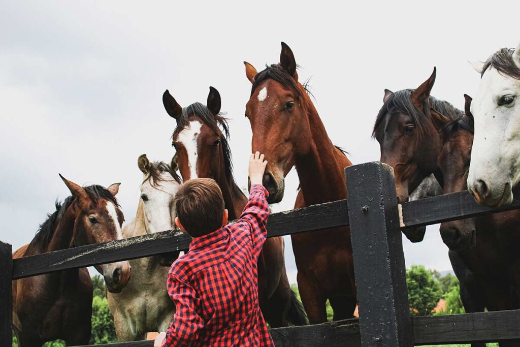 Boy petting a horse on a farm.