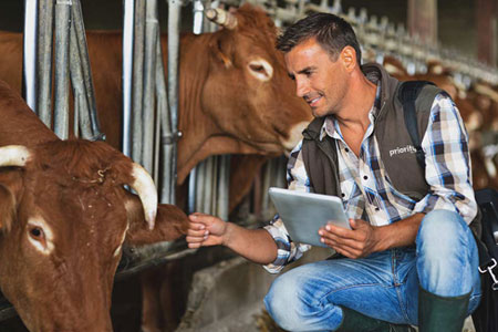 Man Looking at Cows