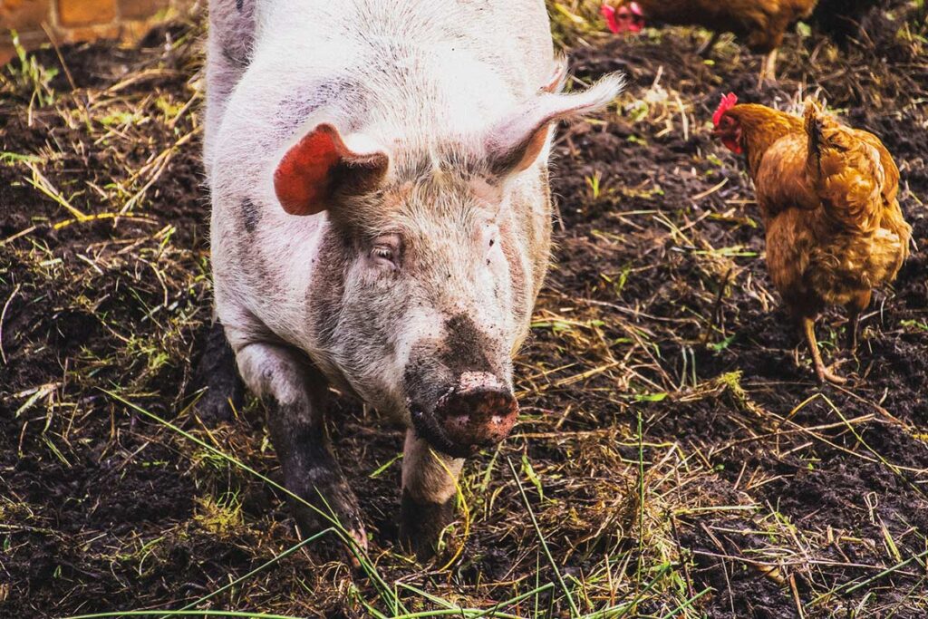 Large pig in a pen on a farm.