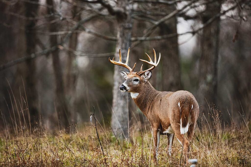 White tail deer standing in a grassy field.