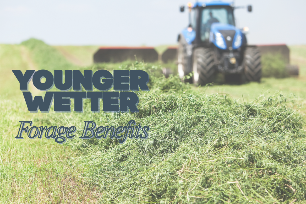 Why Younger Wetter Forages Deliver More Usable Energy Priority IAC