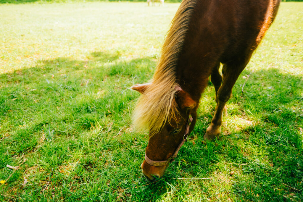 horse grazzing spring pasture digestive health E-One Priority IAC