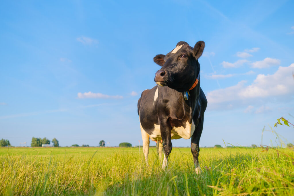 holstein | Cattle Health